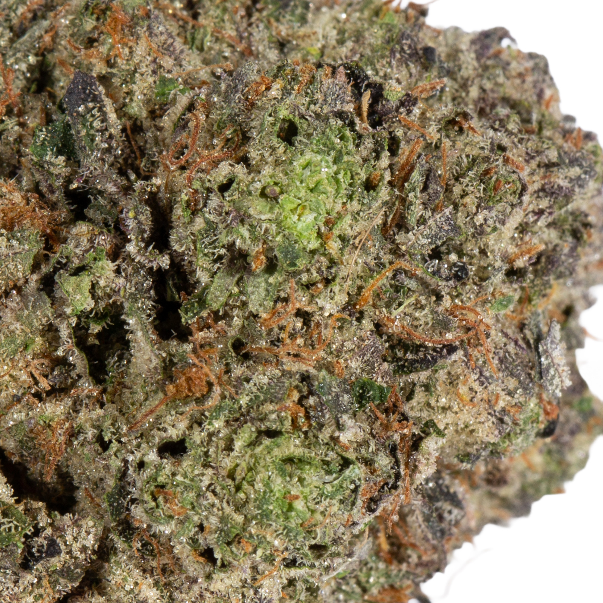 Pink Rockstar (AAA+) - Image 2