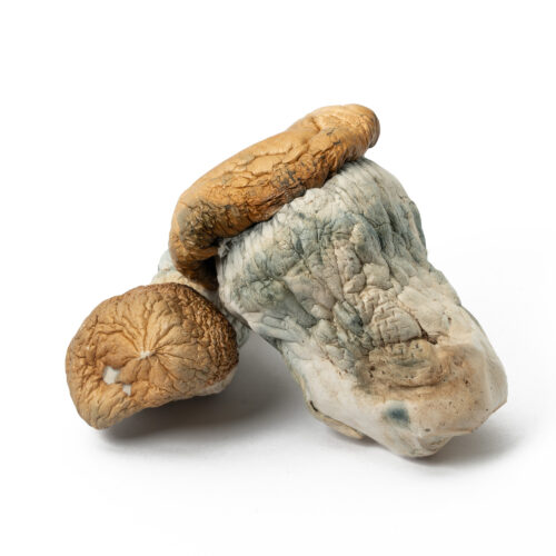 Whether you're exploring new varieties or looking for a standout strain, Squat Mak offers a memorable experience backed by striking morphology and dependable performance. Squat Mak is a dense, short-stemmed variety of Psilocybe cubensis known for its thick structure, golden caps, and distinctive chunky appearance. It offers moderate to high potency with balanced effects, including euphoria, enhanced visuals, and a more introspective psychedelic experience.