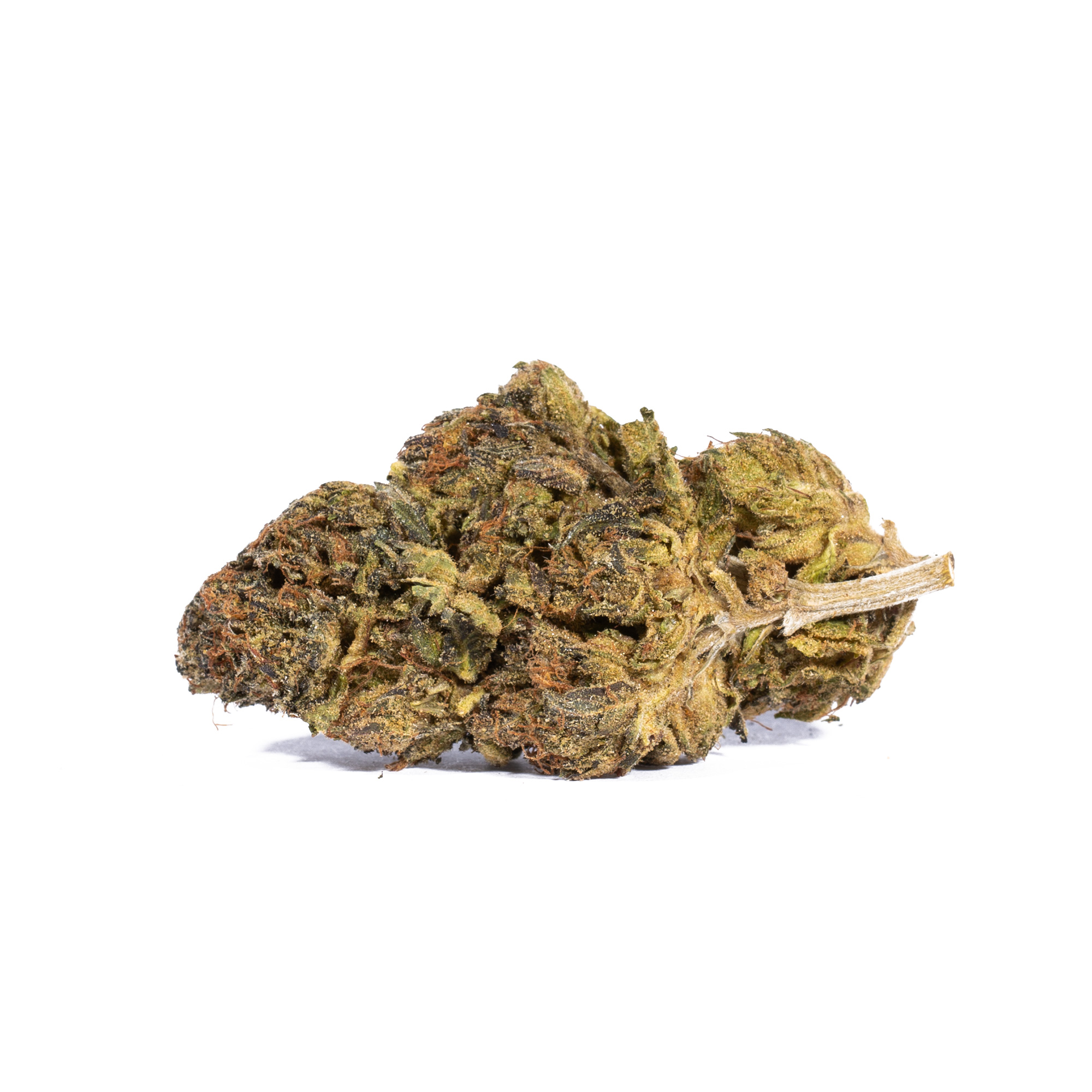 Gastro Pop (AA) Promo - Image 4