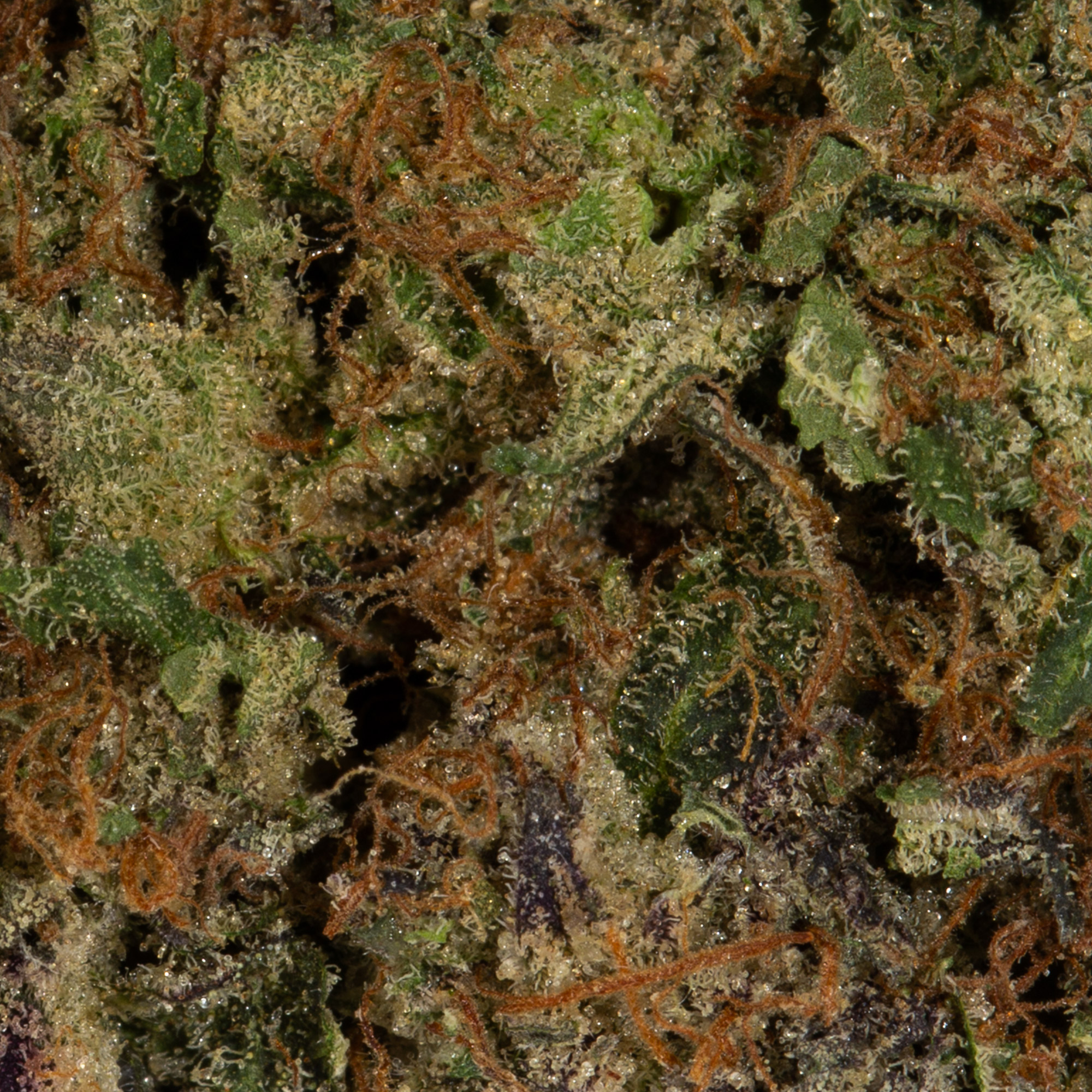 Tropicana Haze (AAAA) - Image 5